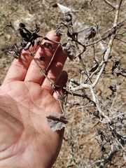 Crataegus nananixonii