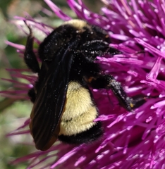 Bombus pensylvanicus image