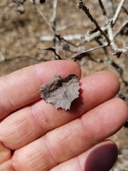 Crataegus nananixonii