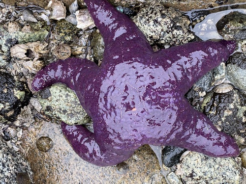 Ochre sea star on rocky intertidal habitat near Greene Point.