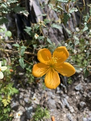 Mentzelia scabra