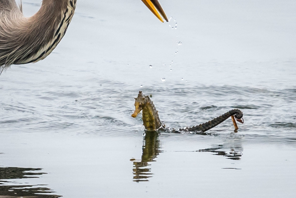 Photo of Pacific seahorse (Hippocampus ingens)