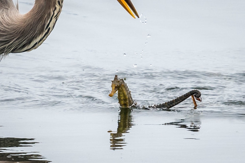 Photo of Pacific seahorse (Hippocampus ingens)
