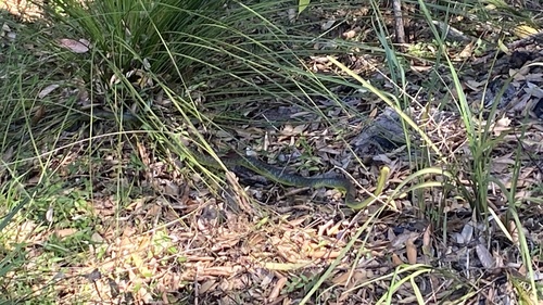 Common Tree Snake sighting