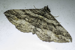 Chrysolarentia severata