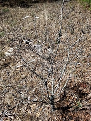 Crataegus nananixonii