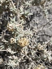 Buddleja utahensis