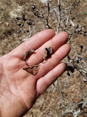 Crataegus nananixonii
