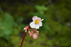 Begonia octopetala