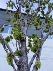 Angiospermae