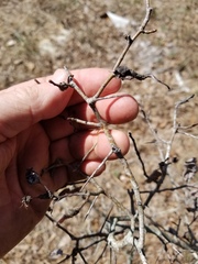 Crataegus nananixonii