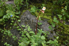 Begonia octopetala