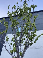 Angiospermae