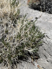 Eremogone macradenia