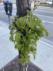 Ulmus