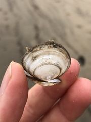 バルチックシラトリ