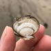バルチックシラトリ