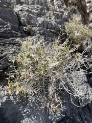 Brickellia atractyloides
