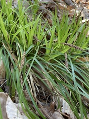Carex picta
