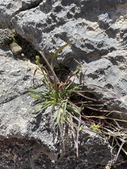 Chorizanthe brevicornu