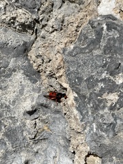 Odynerus cinnabarinus