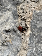 Odynerus cinnabarinus