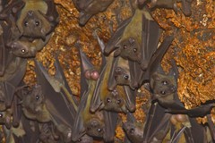 Rousettus aegyptiacus