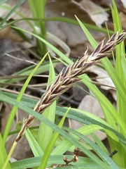 Carex picta