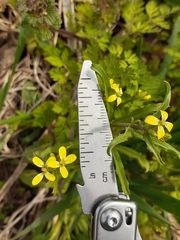 Erysimum repandum
