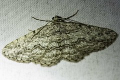 Psilosticha absorpta