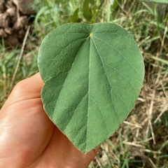 Piperales
