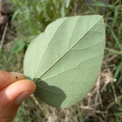 Piperales