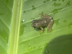 Diasporus diastema