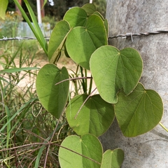 Piperales