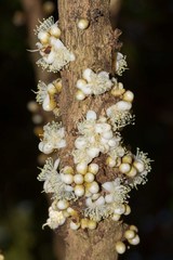 Eugenia gacognei
