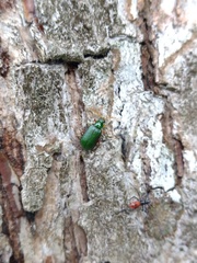 Cochabamba marginata