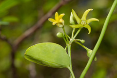 Vincetoxicum biglandulosum