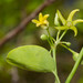 Vincetoxicum biglandulosum - Photo (c) juju98,  זכויות יוצרים חלקיות (CC BY-NC), הועלה על ידי juju98