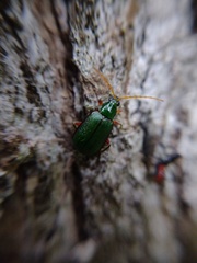 Cochabamba marginata
