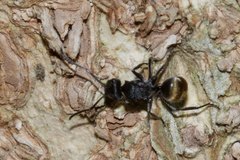 Polyrhachis guerini