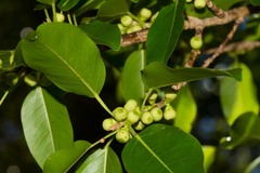 Ficus prolixa