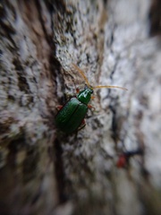 Cochabamba marginata