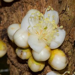 Eugenia gacognei