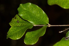 Eugenia gacognei