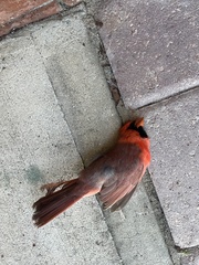Cardinalis cardinalis image