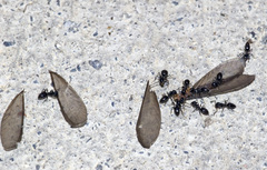 Technomyrmex jocosus