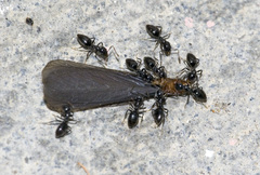 Technomyrmex jocosus