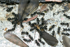 Technomyrmex jocosus