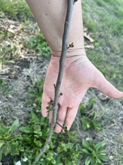 Malus ioensis texana