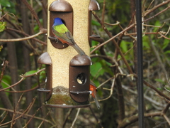 Passerina ciris image